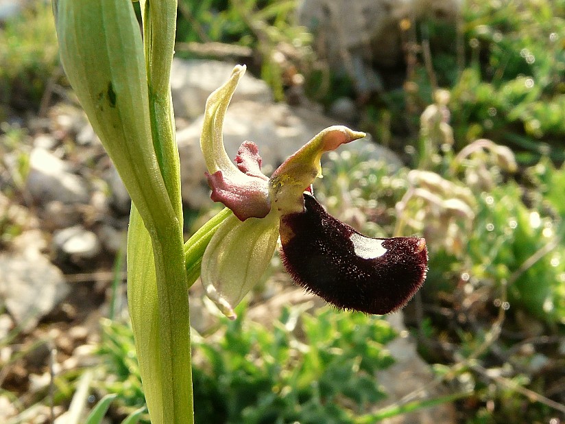 Ophrys bertoloniiformis